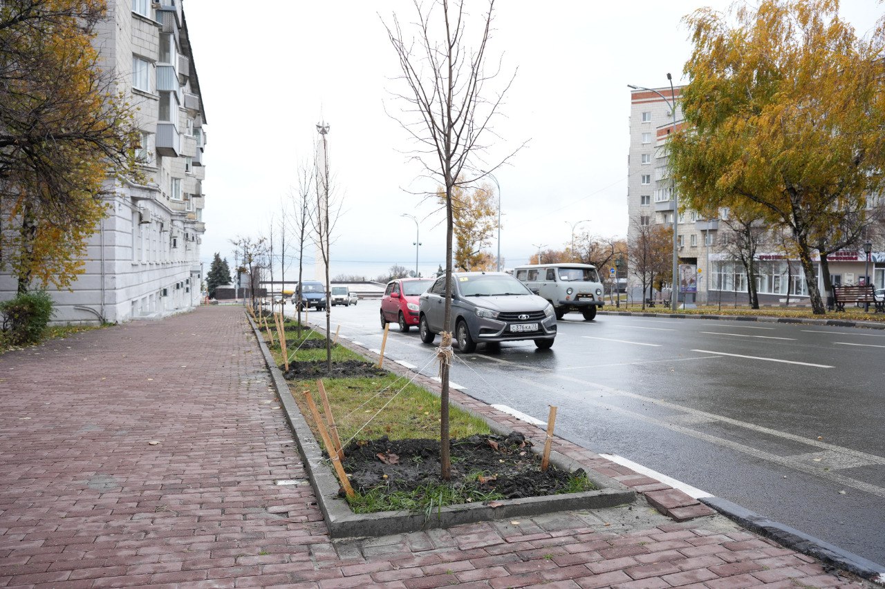В центре Ульяновска продолжится улучшение условий для произрастания деревьев.