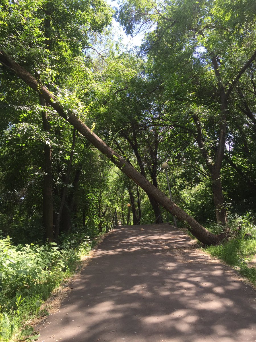 В ульяновских парках «Победы» и «Семья» обследуют деревья.