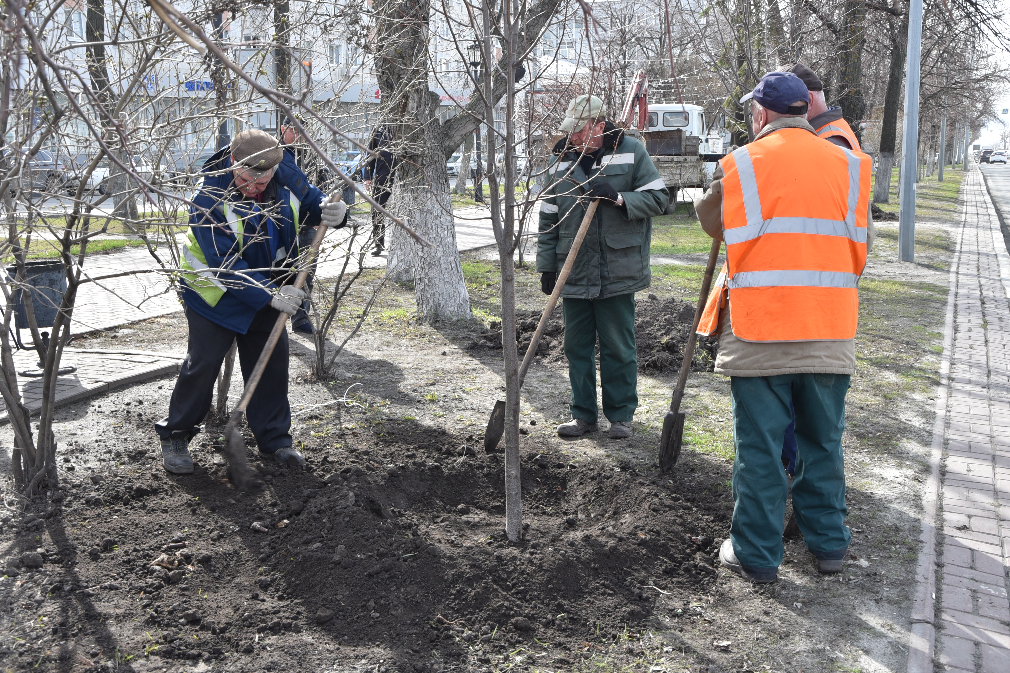 На улицах Ульяновска в этом году будет высажено более 4,5 тысяч деревьев и кустарников  .