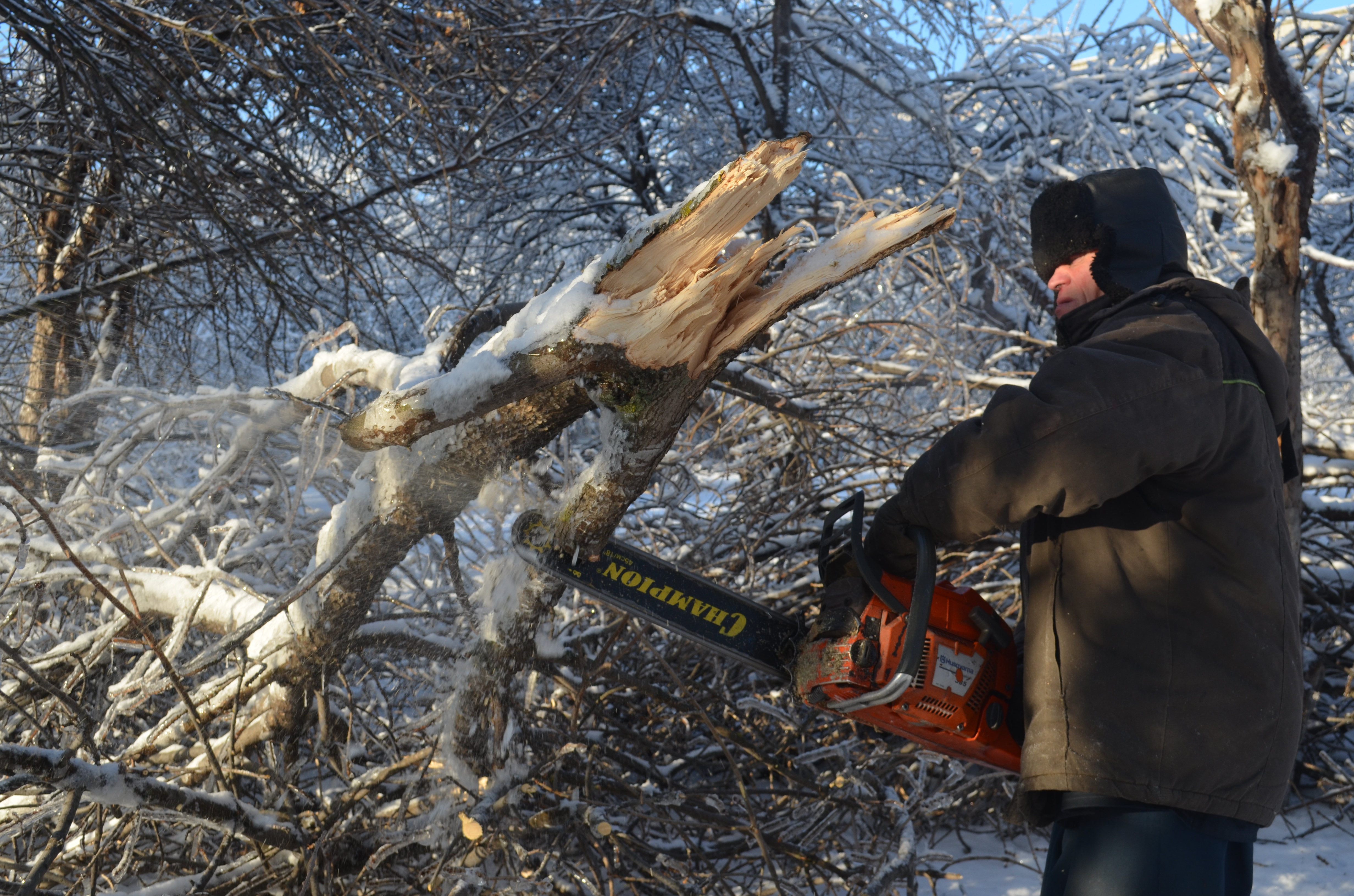 В Ульяновске за прошедшую неделю снесли 105 аварийных деревьев.