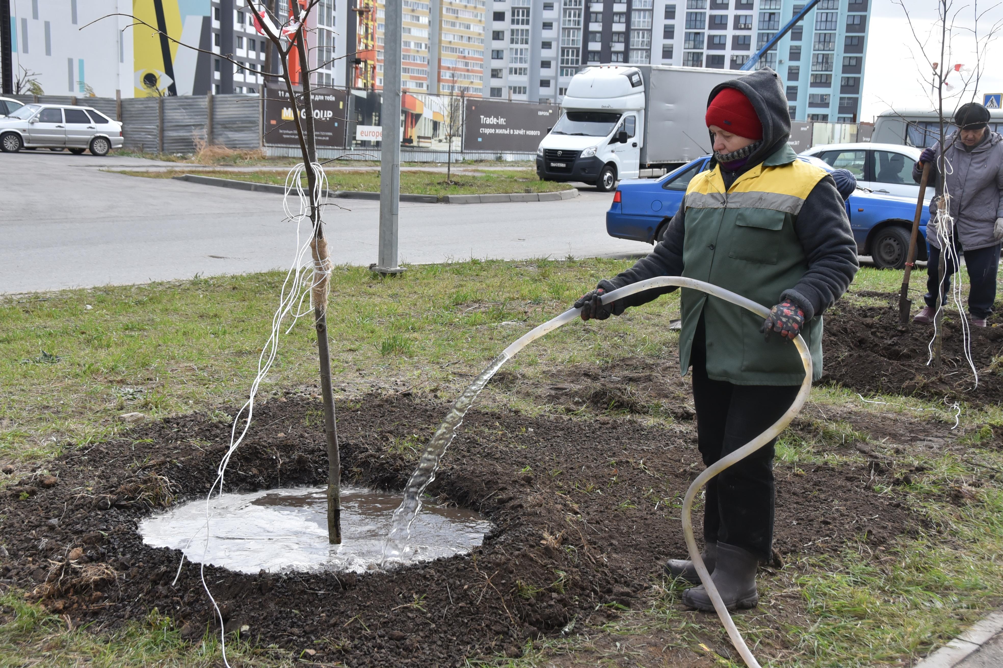 Более полутора тысяч деревьев и кустарников высадят этой осенью на улицах Ульяновска.