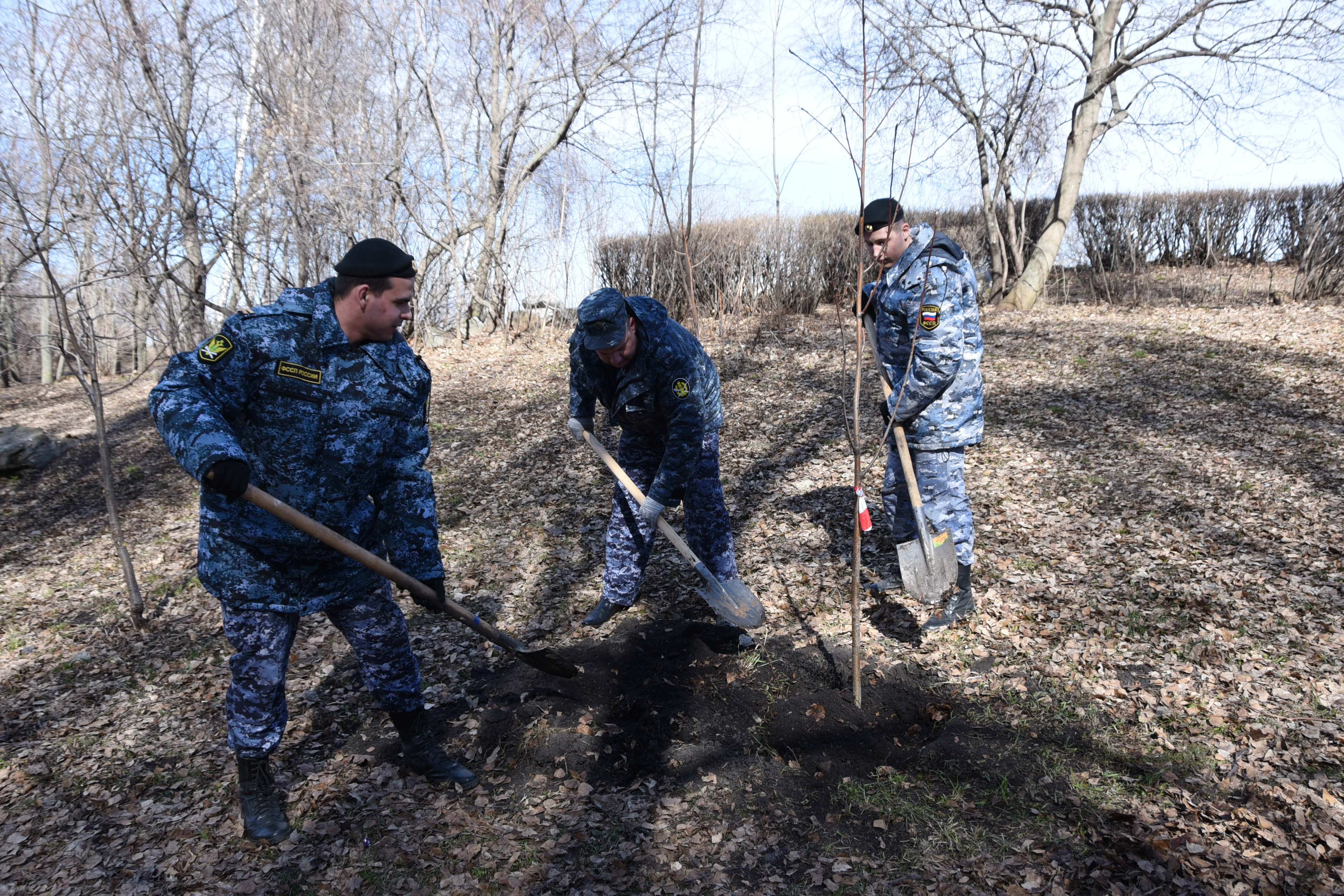 За год в Ульяновске посадили более 10 тысяч зелёных насаждений.