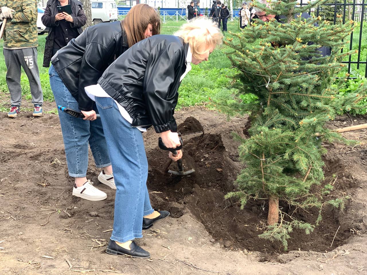 Ульяновцы высадили ели у памятника Герою Советского Союза Михаилу Хваткову.