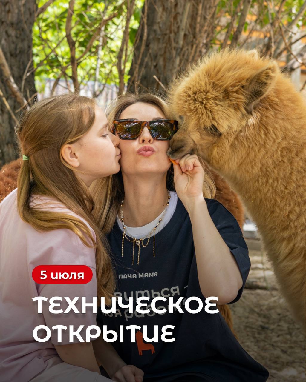 5 июля в парке «Молодёжный» откроется альпака-парк.