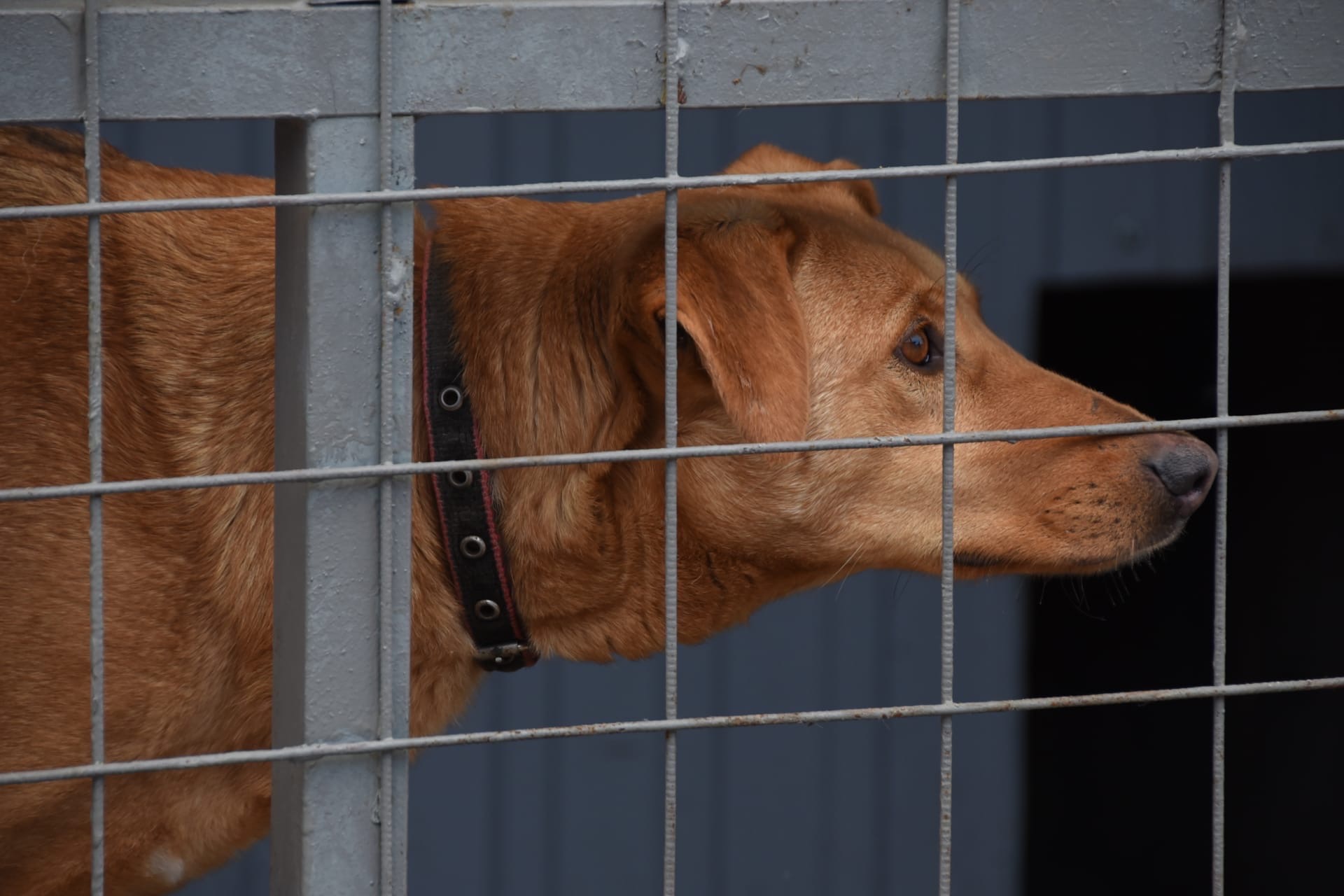 Администрация Ульяновска рассматривает вопрос создания муниципального приюта для безнадзорных животных.