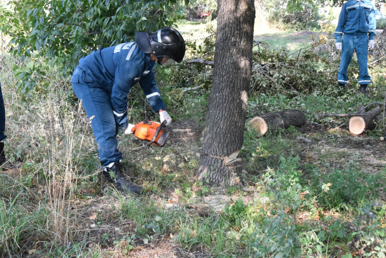 За месяц ликвидации последствий урагана в Ульяновске снесено 877 аварийных деревьев.