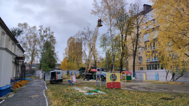 В Ульяновске началась массовая санитарная обрезка деревьев.