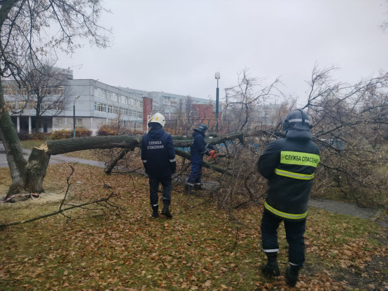 С 16 октября в Ульяновске спилено и обрезано более тысячи деревьев.